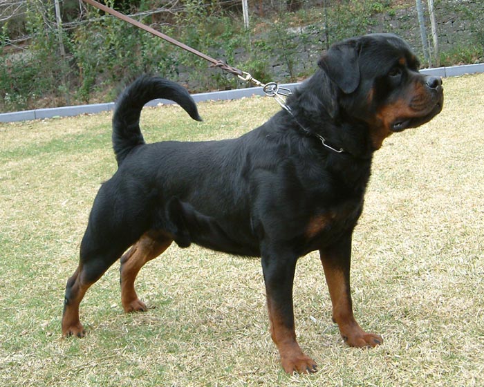How much do Rottweiler puppies typically cost?